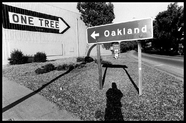 one tree.jpg